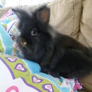 Meet your Posher, Grace